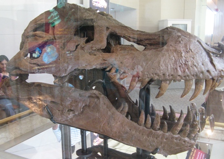 field-museum-4-sue-t-rex