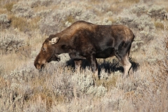 Colorful-Colorado-Nature-KH07