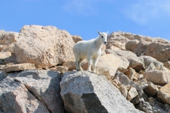 mountaingoat